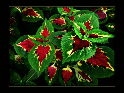 Click here to view at full resolution.