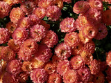 Plum Mum by trixxie17, photography->flowers gallery