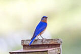 Bluebird by gharwood, photography->birds gallery