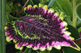 Coleus by trixxie17, photography->nature gallery