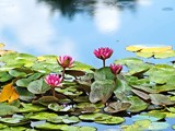 Lovely Lily Pond by bfrank, photography->flowers gallery