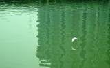 Heron Over Watery Towers by Mythmaker, photography->birds gallery