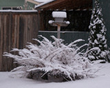 Snow Feathers by GoldGeezer, Photography->General gallery