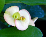 Crown of Thorns by trixxie17, photography->flowers gallery