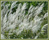 Feather Grass by Starglow, Photography->Nature gallery