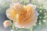 Autumn Rose unadorned by LynEve, photography->flowers gallery