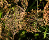 Remains by Pistos, photography->nature gallery
