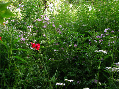 Click here to view at full resolution.