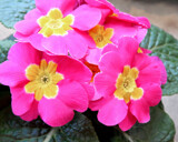 Winter Primrose by trixxie17, photography->flowers gallery