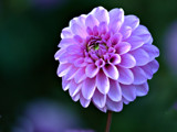 Dahlia In The Sun by Ramad, photography->flowers gallery