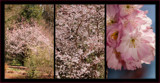 Get Closer by zunazet, Photography->Nature gallery