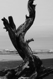 B&amp;W Nine by Fortuna, Photography->Nature gallery