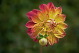 For this Friday by Ramad, photography->flowers gallery