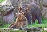 Bears' Love by Ramad, photography->animals gallery