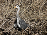 Catching some Sunrays by rvdb, photography->birds gallery