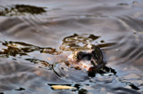 Watching by SR21, Photography->Reptiles/amphibians gallery