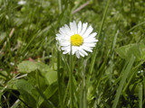 Daisy in the Field by photographix, Photography->Flowers gallery