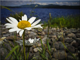 Moore Dam Daisies by phasmid, Photography->Flowers gallery