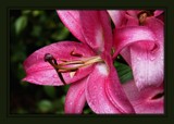 Lily #1 by LynEve, photography->flowers gallery