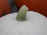 Big White! by Starglow, photography->still life gallery