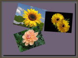 Flower Collage by Ramad, photography->flowers gallery