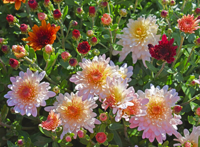 Click here to view at full resolution.