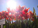 Sunny tulips by auroraobers, Photography->Flowers gallery