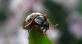don t fall! by crystaliane, photography->insects/spiders gallery