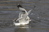 Fish Fight by rahto, photography->birds gallery