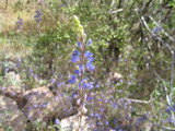 Desert Lupine by AzNova, Photography->Nature gallery