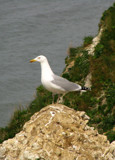 just posing by gaeljet2, Photography->Birds gallery