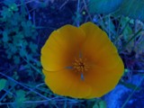 California Poppy 1204 by MythD, Photography->Flowers gallery