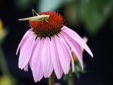 Cone Hopper by bfrank, photography->insects/spiders gallery