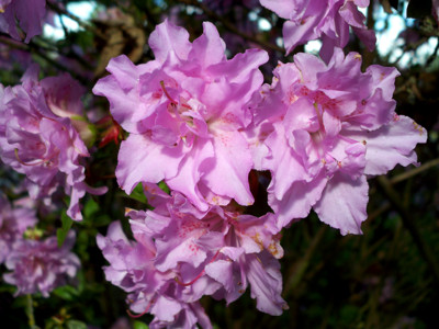 Click here to view at full resolution.