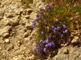 Beauties on the Rocks by Blumie, Photography->Flowers gallery