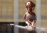 Captivity by jamcivic, photography->birds gallery