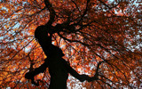 Tree Spirit by Tomeast, Photography->Nature gallery