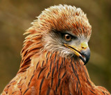 Black Kite...3 by biffobear, photography->birds gallery