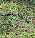 ...In The Grass by SR21, Photography->Reptiles/amphibians gallery