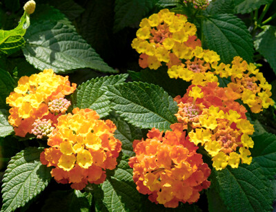 Click here to view at full resolution.