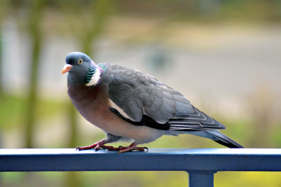 Click here to view at full resolution.