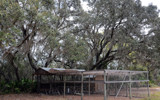 Live Oaks &amp; Chicken Pen by 0930_23, photography->landscape gallery