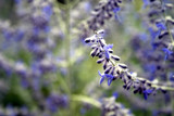 Blue Things by dleuty, Photography->Macro gallery