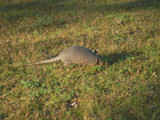 Possum on the half shell by Gar43, Photography->Animals gallery