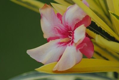 Click here to view at full resolution.