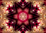 Paeony Petals #1 by LynEve, photography->manipulation gallery