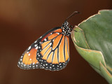 Monarch by rahto, photography->butterflies gallery