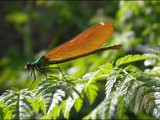 Backlit Beauty by od0man, photography->insects/spiders gallery