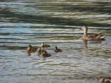 The Duck Family by s0050463, Photography->Birds gallery