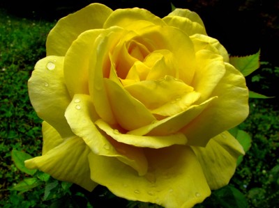 Click here to view at full resolution.